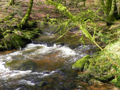 28.-Flowing-past-Yamson-Coppice-2