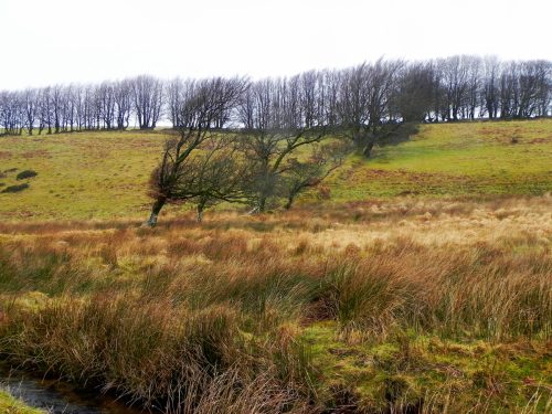 28.-Windswept-Trees-Long-Combe-2