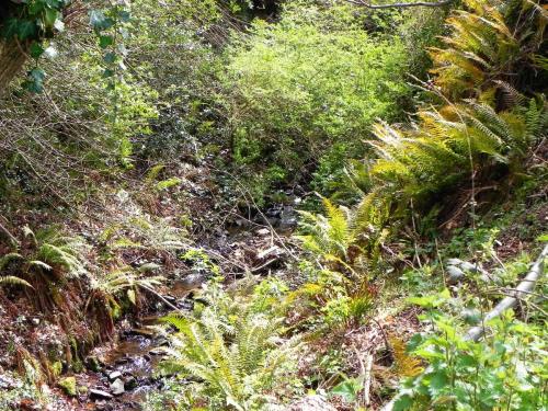 29.-Downstream-from-Luccombe-Plantation-Bridge-2