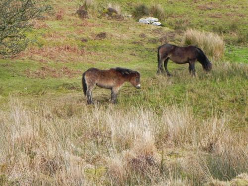 29.-Exmoor-ponies-by-Hoaroak-Water-2