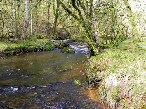 29.-Flowing-past-Yamson-Coppice-2