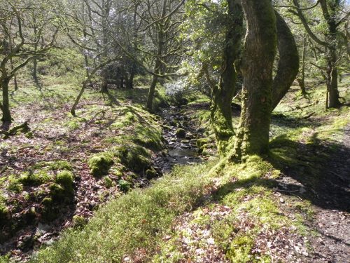 29.-Flowing-through-Bromham-Wood