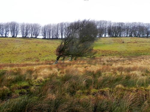 29.-Windswept-Trees-Long-Combe-2