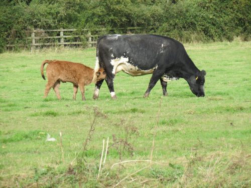 3.-Calf-feeding-near-Bathpool