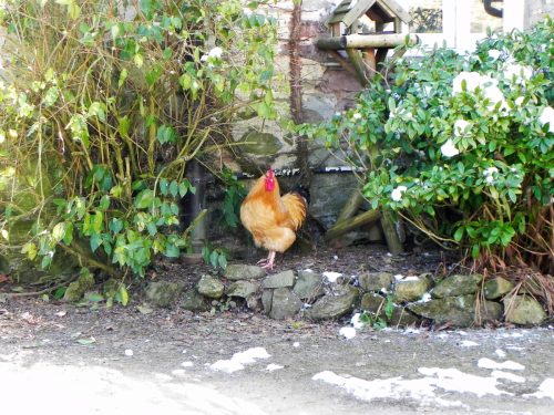 3.-Cockerel-by-Riscombe-2