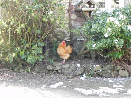 3.-Cockerel-by-Riscombe