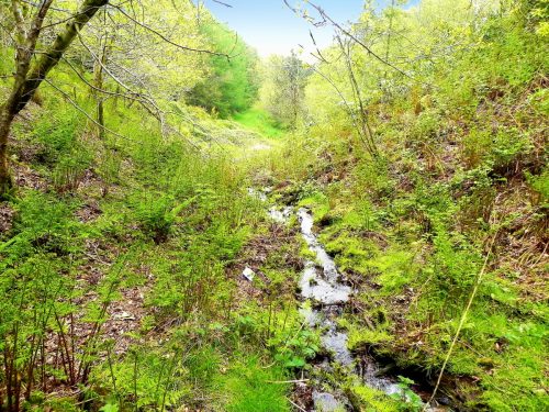 3.-Flowing-through-Chargot-Woods-12