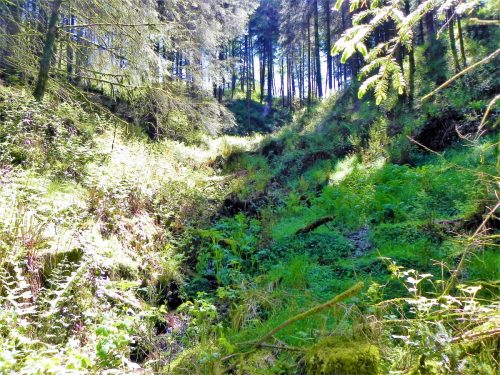 3.-Flowing-through-Chargot-Woods-13 (1)