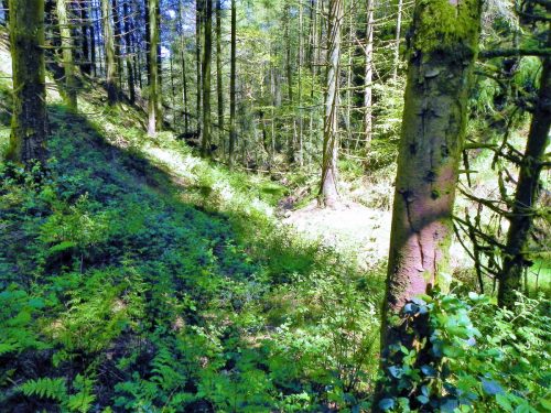 3.-Flowing-through-Chargot-Woods-14 (1)