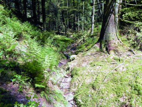 3.-Flowing-through-Chargot-Woods-15 (1)