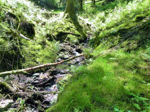 3.-Flowing-through-Chargot-Woods-16 (1)