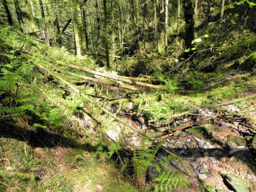 3.-Flowing-through-Chargot-Woods-17 (1)