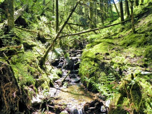 3.-Flowing-through-Chargot-Woods-18 (1)