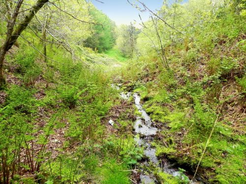 3.-Flowing-through-Chargot-Woods-2