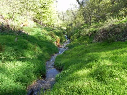3.-Flowing-through-Treborough-Plantation-12