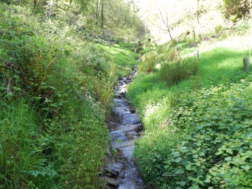 3.-Flowing-through-Treborough-Plantation-13