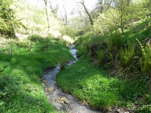 3.-Flowing-through-Treborough-Plantation-14