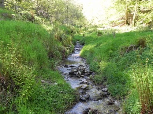 3.-Flowing-through-Treborough-Plantation-15