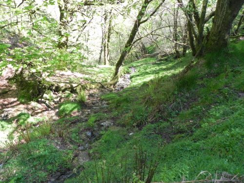 3.-Flowing-through-Treborough-Plantation-2