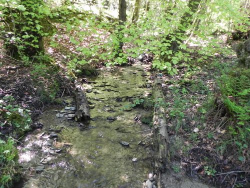 3.-Flowing-through-Treborough-Plantation-22