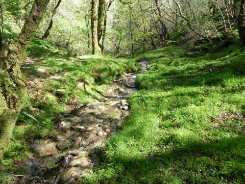 3.-Flowing-through-Treborough-Plantation-3