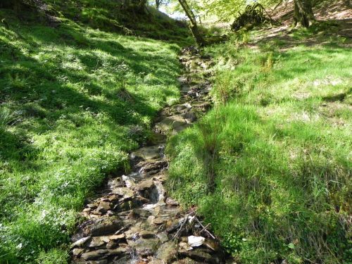 3.-Flowing-through-Treborough-Plantation-4