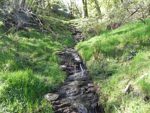 3.-Flowing-through-Treborough-Plantation-5