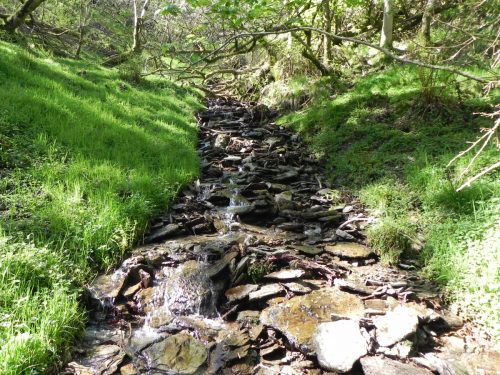 3.-Flowing-through-Treborough-Plantation-8