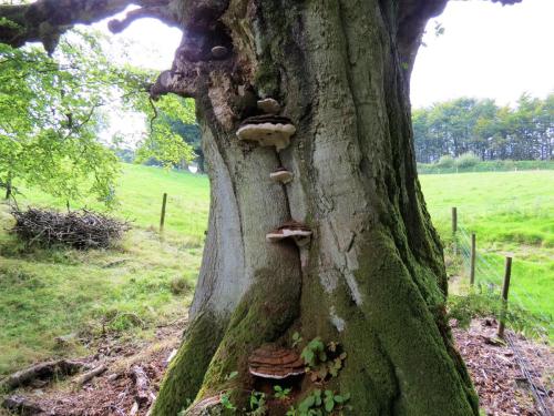 3.-Fungi-on-tree-above-River-Tone-near-Lower-Beverton-2