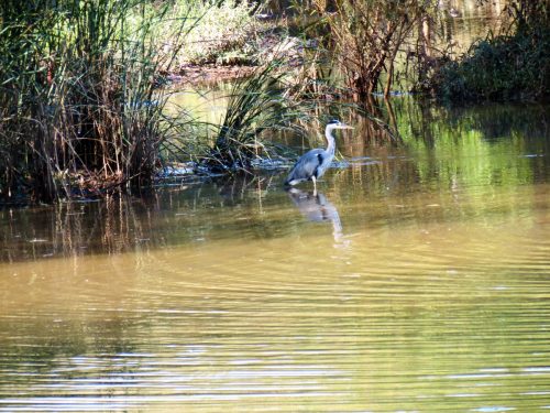 3.-Heron-in-Hankridge-Water-Park-2