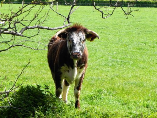 3.-Longhorn-Cattle-by-Dunster-Castle-2