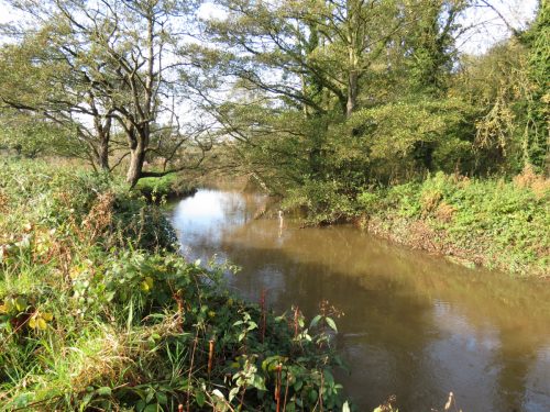 3.-Looking-downstream-from-Nynehead-Park-weir