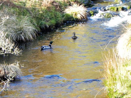 3.-Mallards-on-Chalk-Water-2