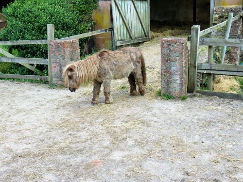 3.-Miniature-pony-by-Stawley-Mill-2
