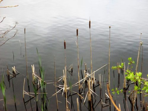 3.-Nutscale-Reservoir-10