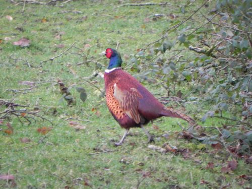 3.-Pheasant-by-Kents-Weir