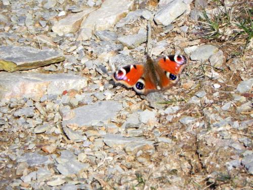 3.-Red-Amiral-Butterfly-near-Cornham-Ford-2