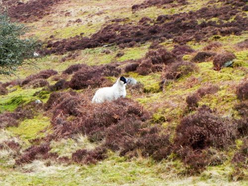 3.-Sheep-above-Farley-Water-2