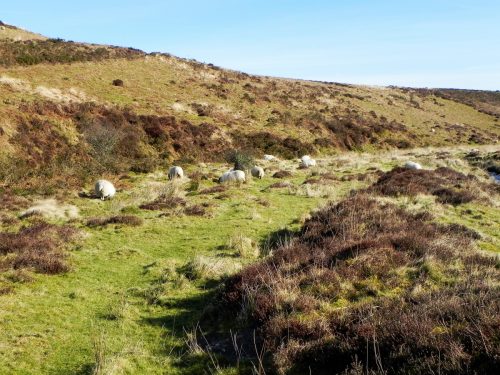 3.-Sheep-above-Hoccombe-Water-2