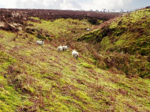 3.-Sheep-above-Weir-Water-2