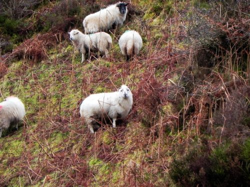 3.-Sheep-above-Weir-Water-2 (1)
