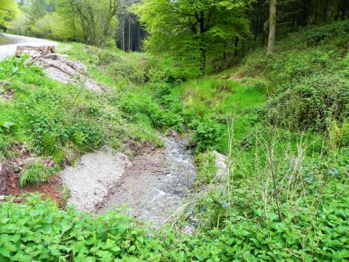 30.-Combined-headwaters-flowing-through-Chargot-Woods-1