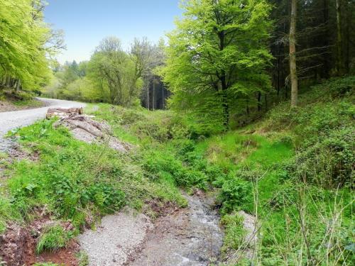 30.-Combined-headwaters-flowing-through-Chargot-Woods-2