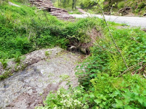 30.-Combined-headwaters-flowing-through-Chargot-Woods-3