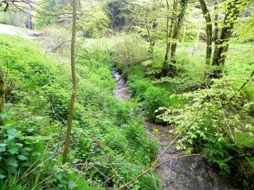 30.-Combined-headwaters-flowing-through-Chargot-Woods-4