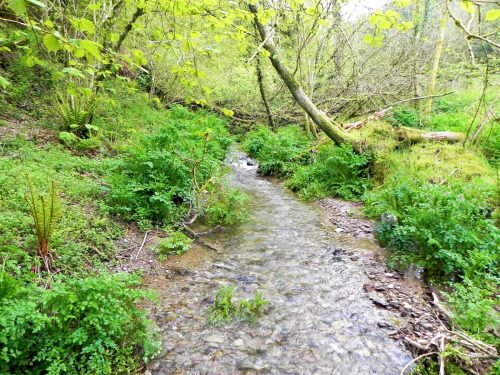 30.-Combined-headwaters-flowing-through-Chargot-Woods-5