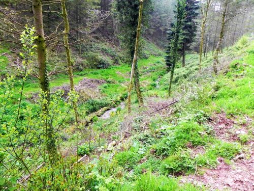30.-Combined-headwaters-flowing-through-Chargot-Woods-6