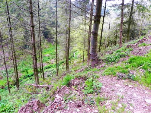 30.-Combined-headwaters-flowing-through-Chargot-Woods-8