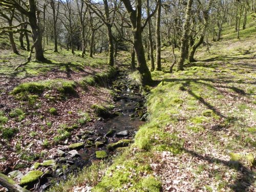 30.-Flowing-through-Bromham-Wood