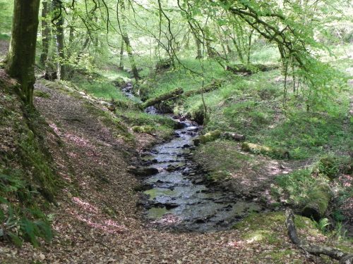 30.-Flowing-through-Old-Stowey-Wood-12